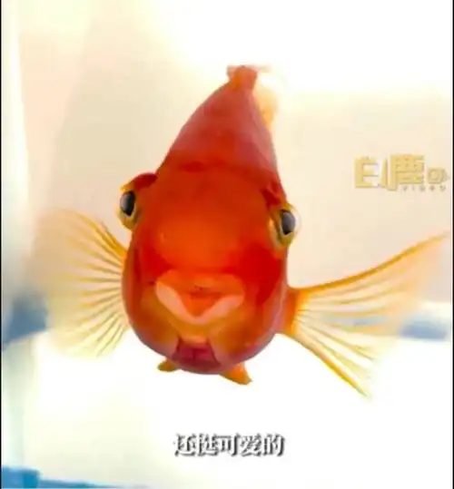 女生带一条鱼去医院看病买的时候25元,治疗花了470元