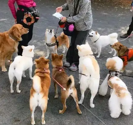 网友每次遛狗出门总是引来路人的围观,原来....