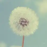 蒲公英个性头像我们的人生就像蒲公英