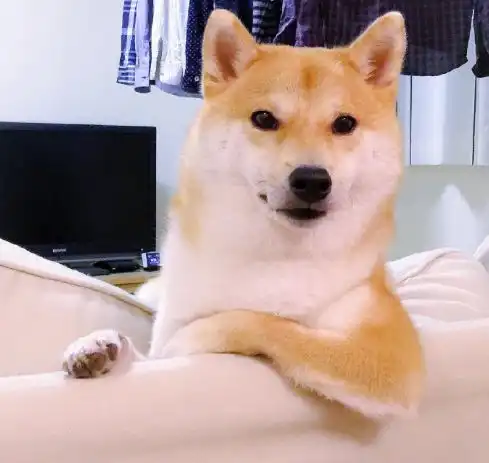 这柴笑起来的样子咋有点尖嘴猴腮呢