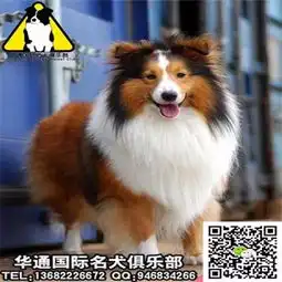 图精品喜乐蒂保纯保健康疫苗和驱虫均已做完可签协议广州宠物狗