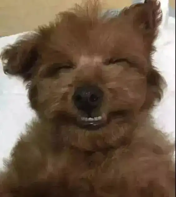 泰迪对各种狗狗表情包表示不屑,跟谁还不会点绝技似的...