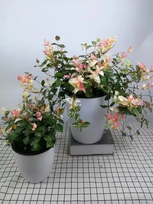8种高档花,叶子美如油画,客厅一放,贵气十足