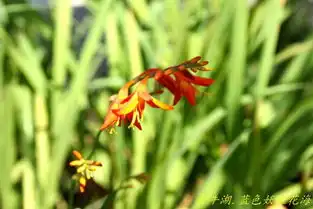 南京六合乡村游之金牛湖畔蓝色妖姬花海