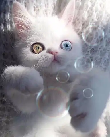 这只猫眼睛里有星辰和大海,好美