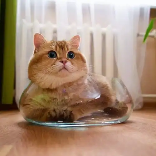 ins吸粉99万撞脸钢铁侠,这只战斗民族的胖猫竟是靠吃出的名