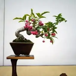 室内盆栽如何选花盆