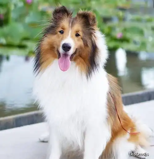 养好喜乐蒂牧羊犬,你不可不知道的小秘密