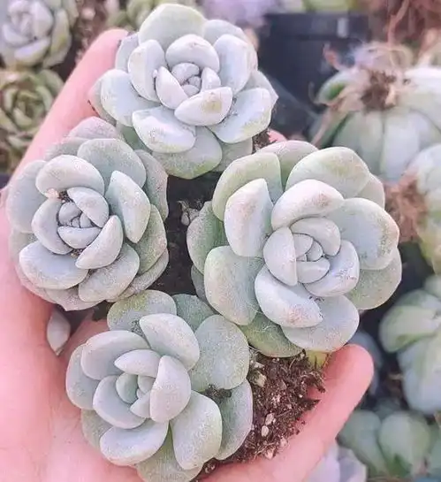 多肉都这么便宜了,不要去买穴苗了,买几棵母本,更划算苗子花盆多肉植物网易订阅