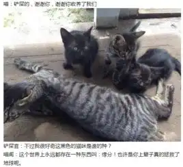 男子野外遇到流浪猫,专门为它钓了鱼