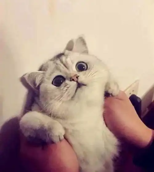 可以求个带猫的情侣头像么真人的不要动漫