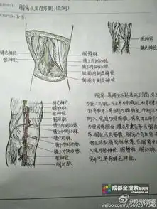 成都医学院大二女生手绘解剖图走红网络