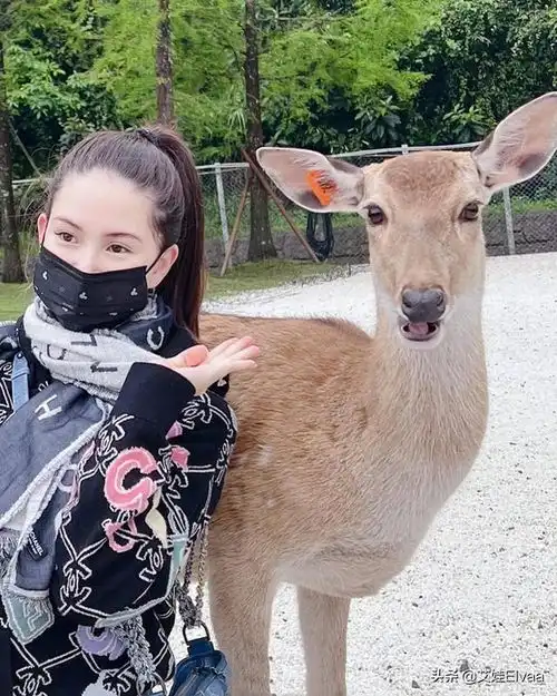 不愧是周杰伦的菜三胎昆凌素颜穿毛衣踏青似少女,见鹿俏皮亲吻