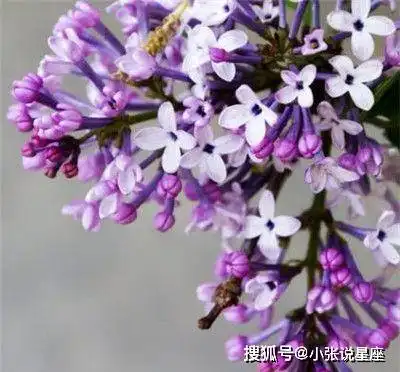 天生丽质,年龄越大越漂亮,让男人吃醋的2种生肖女