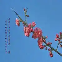 梅花头像有字图片大全微信头像图片大全