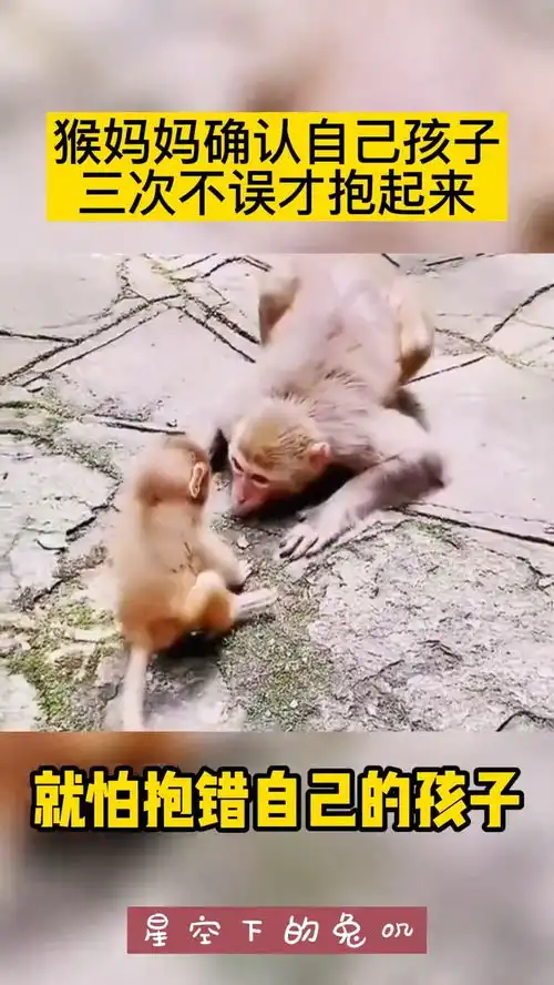 猴妈妈确认自己孩子三次不误才抱起来动物