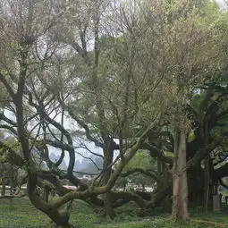 2019大榕树门票,阳朔大榕树游玩攻略,大榕树游览攻略路线地址门票价格