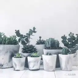 水泥花盆只是文艺青年的菜吗