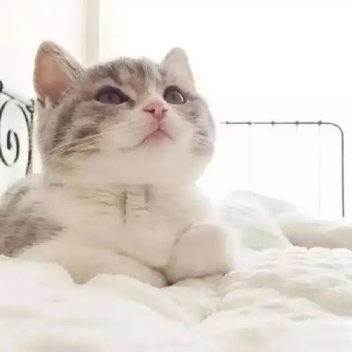 头像今日,宜吸猫