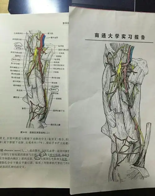 大二女生解剖学笔记惊艳走红