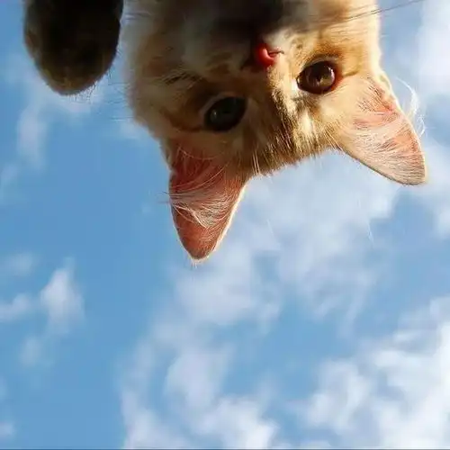 猫狗自拍头像像极了自拍时候的你