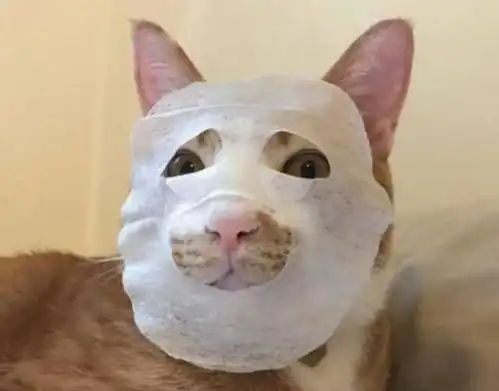 橘猫看主人贴面膜,下一秒在地上撒泼,网友精致的猫猫女孩