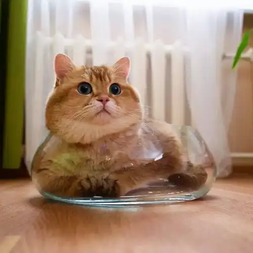 撞脸钢铁侠,这只战斗民族胖猫居然在ins上狂吸百万粉