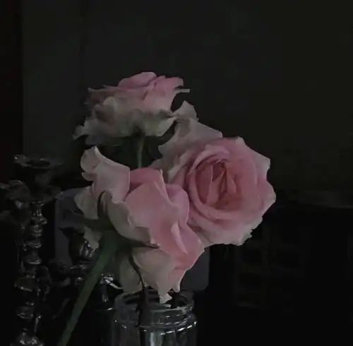 日落鲜花与君伴头像背景组图