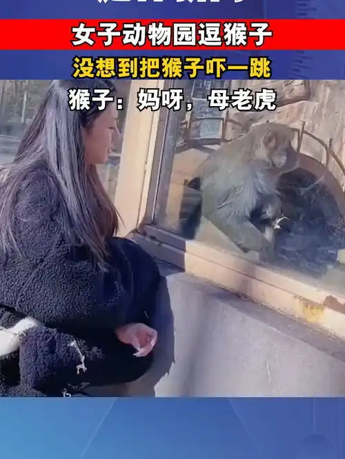 女子动物园逗猴子,结果把猴子吓一跳,猴子妈呀,母老虎新闻