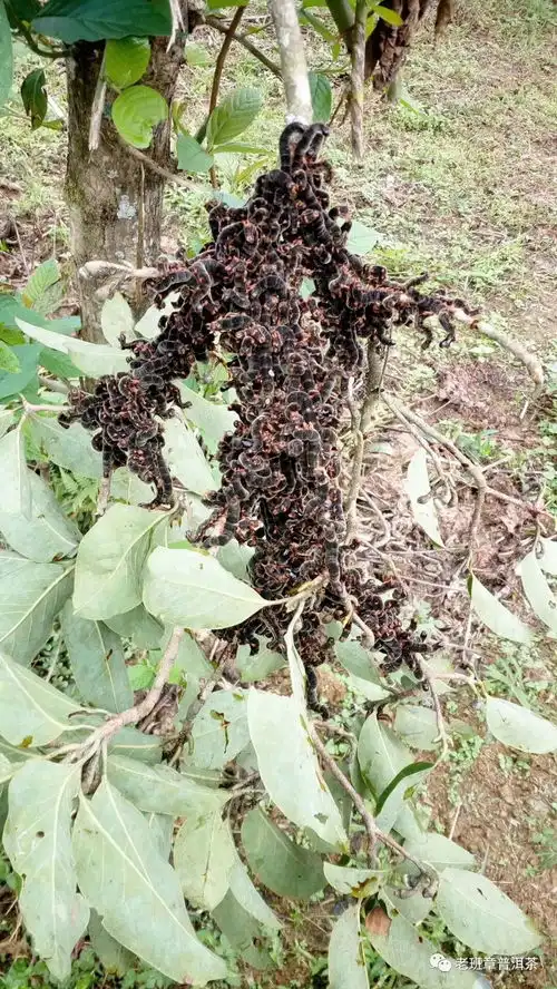 西双版纳普洱茶树原始森林糖宝,会幻化成美女吗
