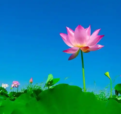 四生肖,马上喜从天降,11月中旬,财运极佳,偏财总会比工资多事业
