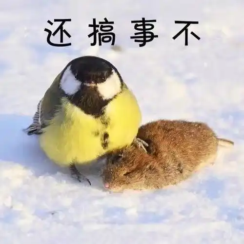 你给我老实点愤怒的小鸟不好惹