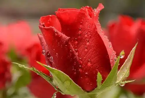 1月份,桃花盛开的季节,找到姻缘,一生相恋到永远的4大星座