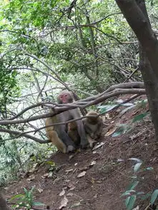 2018七月去哪旅游张家界森林公园天门山