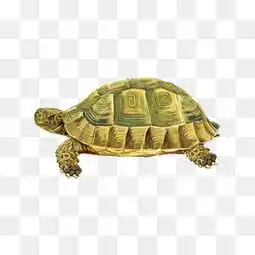鳖图片大全鳖素材免费下载千库网png