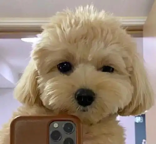 emo给我退退退