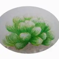 手绘多肉植物头像唯美微信头像图片大全