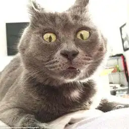 这只网红猫萌化了我的少女心