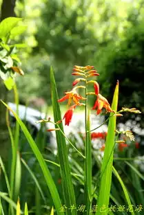 消夏计划南京六合乡村游之金牛湖畔蓝色妖姬花海