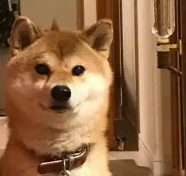 柴犬我是这样变丑的