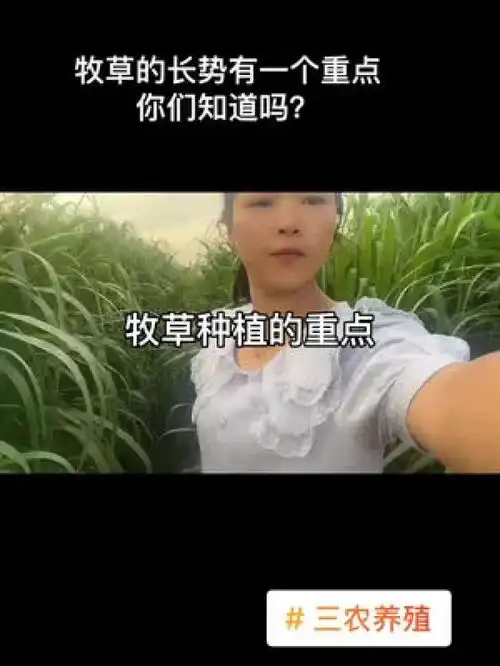 牧草的长势,我给你们总结了一个重点,把这个做好就不用在担心草长不好了,你们知道吗三农养殖养牛人的生活牧草养殖