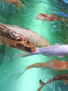 萍儿的头条主页今日头条