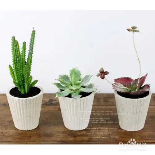 卧室里不能种哪些植物
