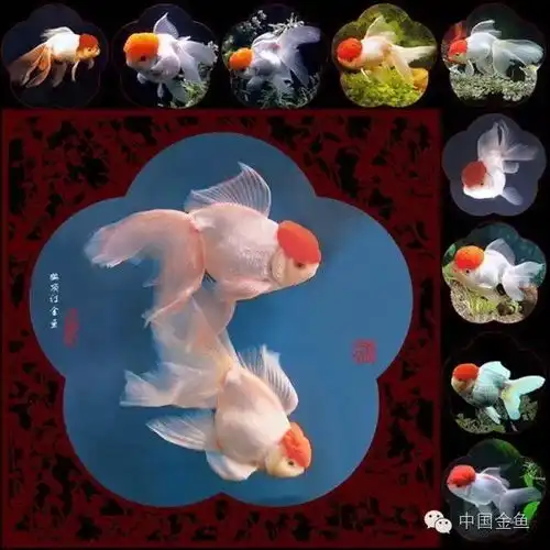 经典金鱼贺新年之鸿运当头