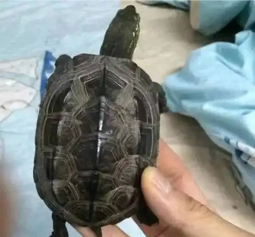 文玩人盘活乌龟,还能挂瓷你能接受吗