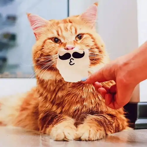 猫事跟着ins网红摄影师学拍猫