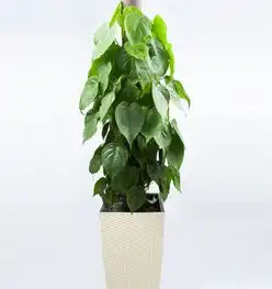 别墅装修适合摆放哪些植物