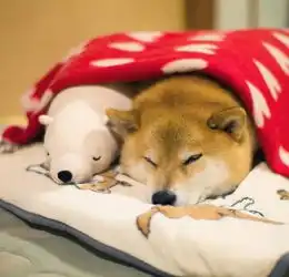 一只小柴犬和它的小北极熊娃娃超暖心