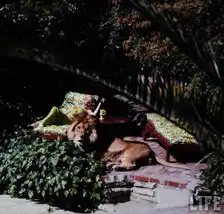 真人版美女与野兽美国超模竟把雄狮当宠物