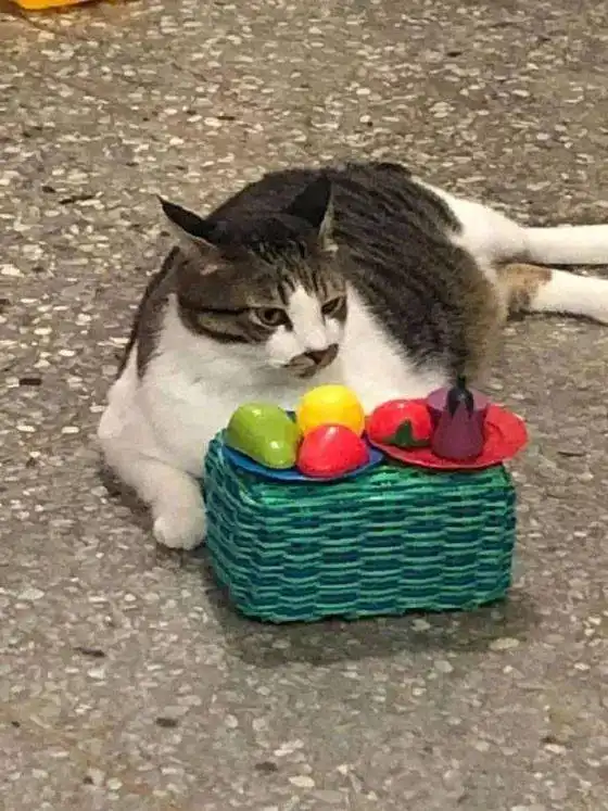 小女孩在玩过家家,猫全程在旁边乖乖的配合着,满脸写着高兴